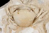 Fossil Crab (Potamon) Preserved in Travertine - Turkey #145044-1